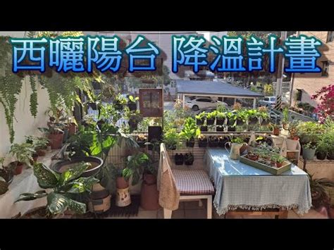 西曬陽台觀葉植物|西曬陽台植物指南：選擇與照顧西曬陽台的大型植物